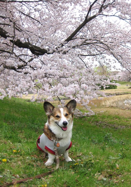 大宮公園の桜です♪_f0155118_842397.jpg