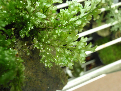 Hymenophyllum Barbatum コケシノブログ