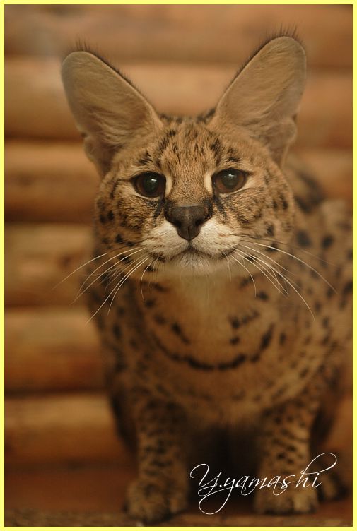 サーバルキャット Ryonouske S Animal Gallery