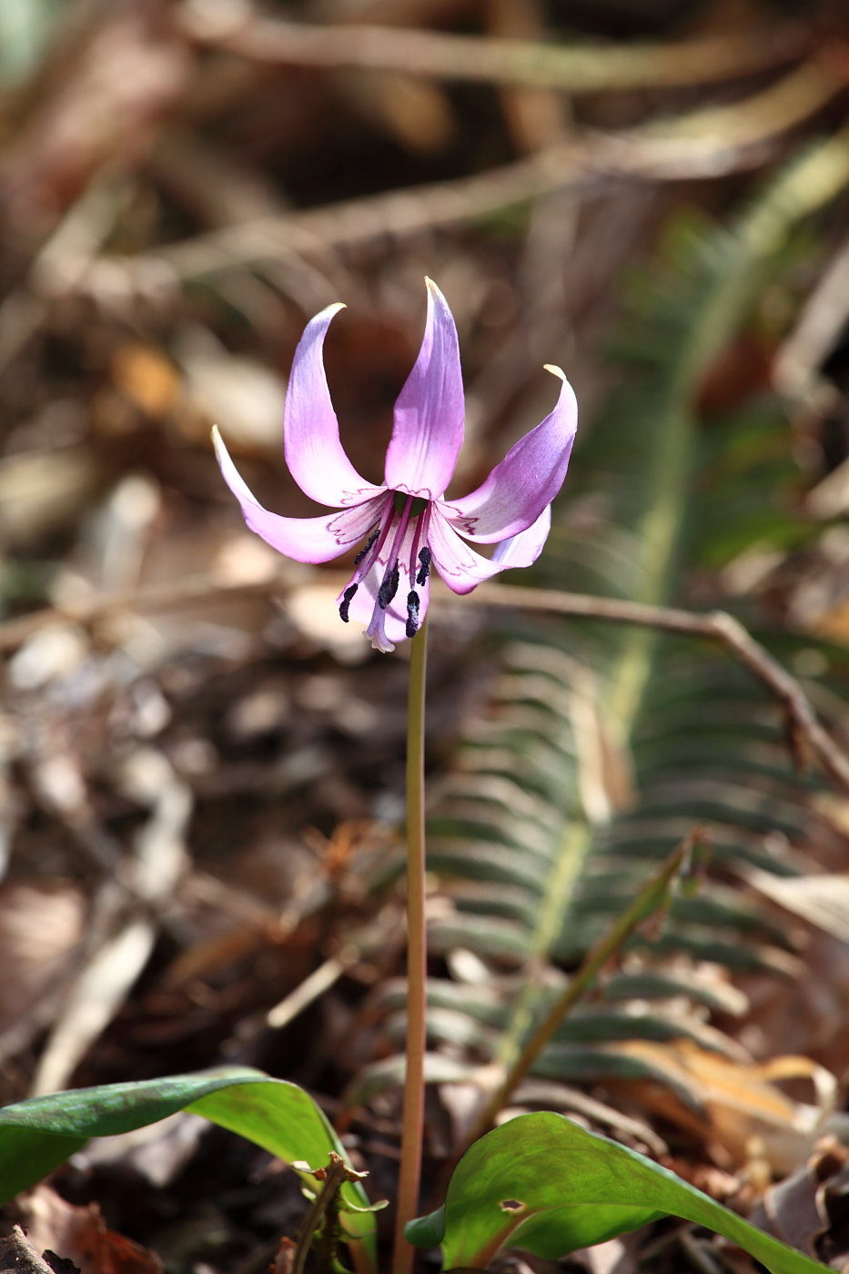 カタクリの花_b0164726_2202489.jpg