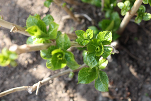 d0142929_9393450.jpg