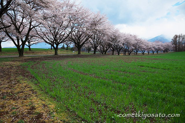 新田の大糸桜・蕪の桜並木_b0179231_2243373.jpg