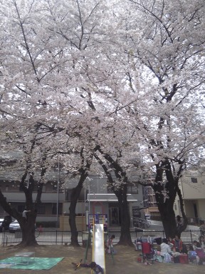 お花見!_f0214534_16311841.jpg