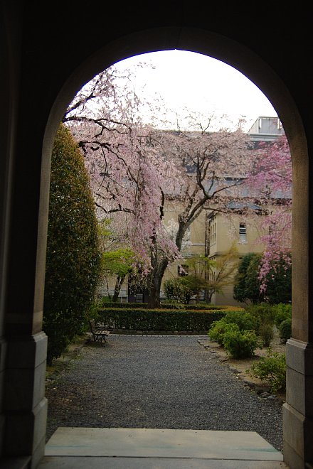 京都日帰り桜巡り　　旧京都府庁_e0171336_2223777.jpg