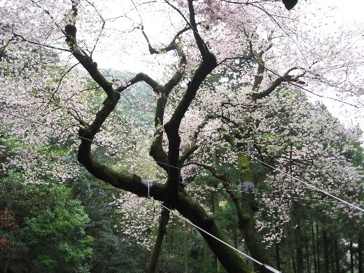 福智山 900ｍ と虎尾桜 ６００年 とすインターの あれやこれや