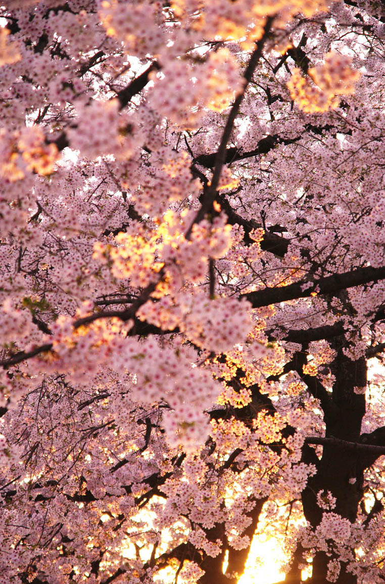 松江市／桜いろ色_f0227938_7404694.jpg