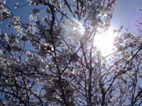 f0224039_1783428.gif
