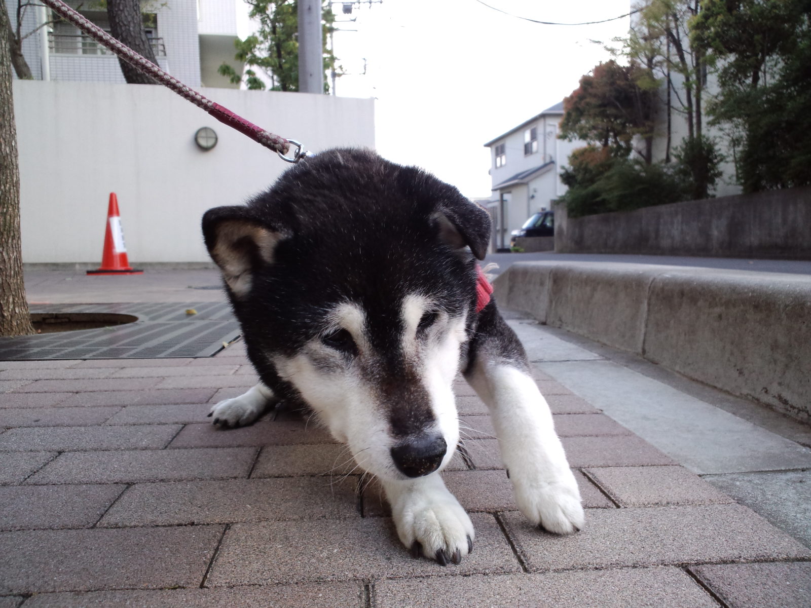 Kuroshiba Festival_f0058241_17591724.jpg