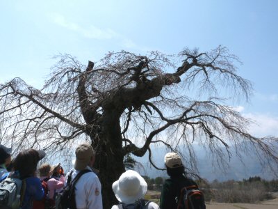 富士見の古木桜_f0019247_17124864.jpg