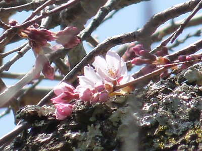 富士見の古木桜_f0019247_1713848.jpg