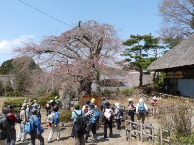 富士見の古木桜_f0019247_17171631.jpg