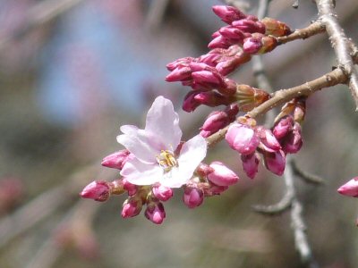 富士見の古木桜_f0019247_17173863.jpg