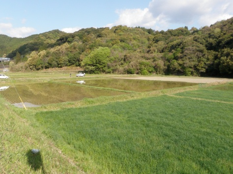 渇水中の田植え_e0094349_1838714.jpg