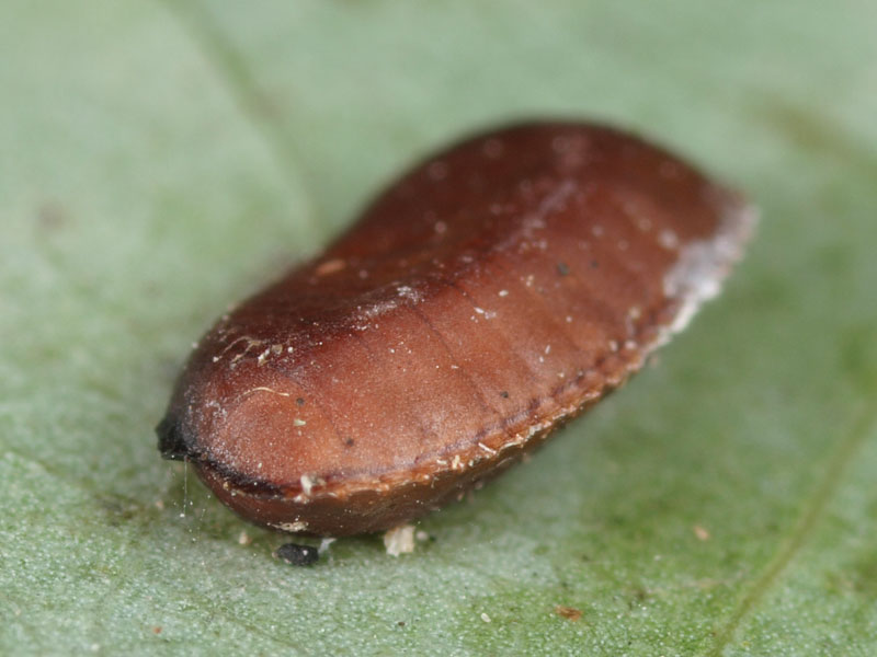 サツマゴキブリ クロゴキブリ幼虫 ウスキヒラタゴキブリ 幼虫 小さき者たちの世界 サツマゴキブリ クロゴキブリ幼虫 ウスキヒラタゴキブリ 幼虫 小さき者たちの世界