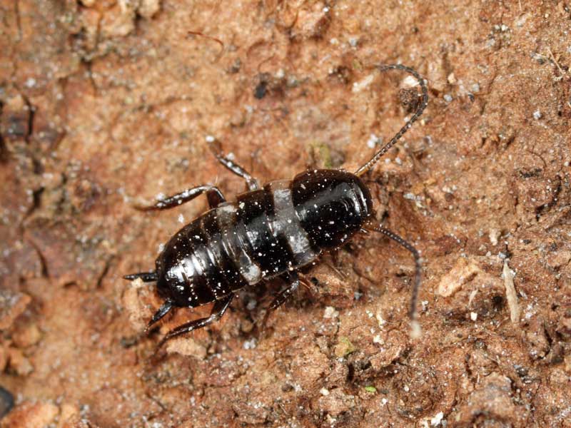 サツマゴキブリ クロゴキブリ幼虫 ウスキヒラタゴキブリ 幼虫 小さき者たちの世界