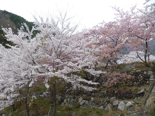 びわ湖バレイの望湖千本桜 K2 Hair へようこそ 近江八幡 美容室