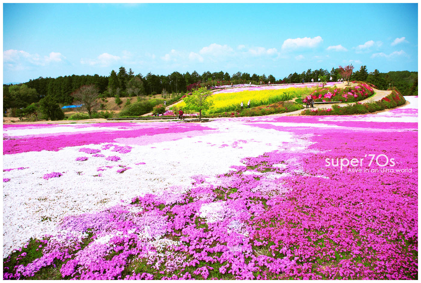 芝桜＠大村市松本つつじ園　２０１１．４月_a0107060_1131217.jpg