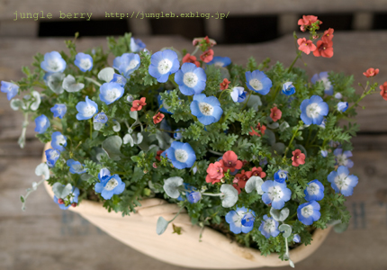 ネモフィラとディアスキアの寄せ植え Jungle Berry