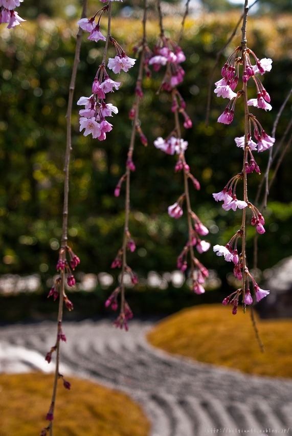 妙心寺　退蔵院_f0102363_1750821.jpg