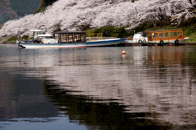 琵琶湖の端っこ　満開_a0175765_2245381.jpg