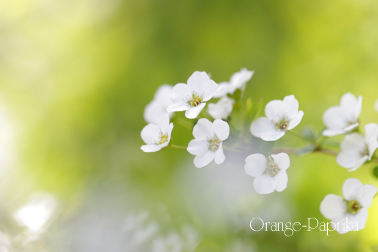 細かすぎる花_c0173670_1954355.jpg