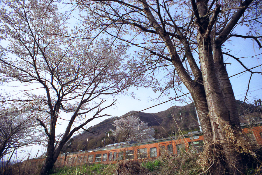 市城駅の桜_e0166476_2057338.jpg