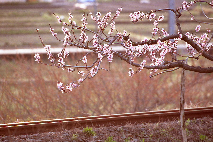 鉄路と美しき桃色の花_e0166476_2337811.jpg