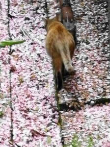 いちめんの花びら_c0193077_217289.jpg