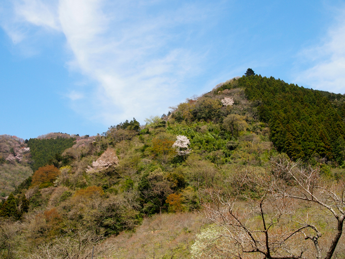 小下沢林道～景信山～小仏峠へ_a0161380_1271496.jpg