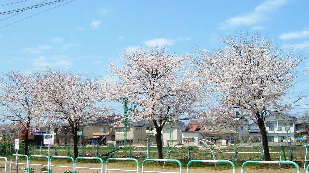 線路脇の桜！_e0065084_353662.jpg