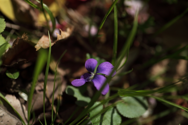 「　雑草のごとく　」　スミレ_f0164989_5321775.jpg