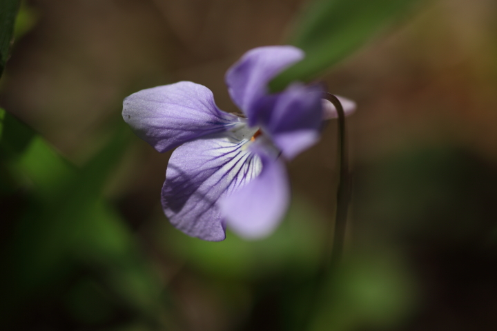 f0164989_5323375.jpg