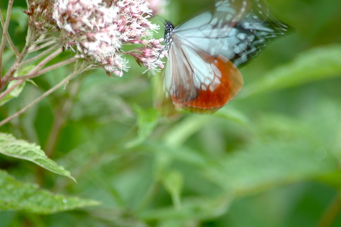 アサギマダラ　虫嫌いの方すみません　2005.08.19_b0217090_2017111.jpg