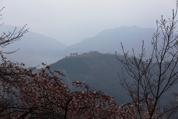 立雲峡の桜_f0174293_752878.jpg