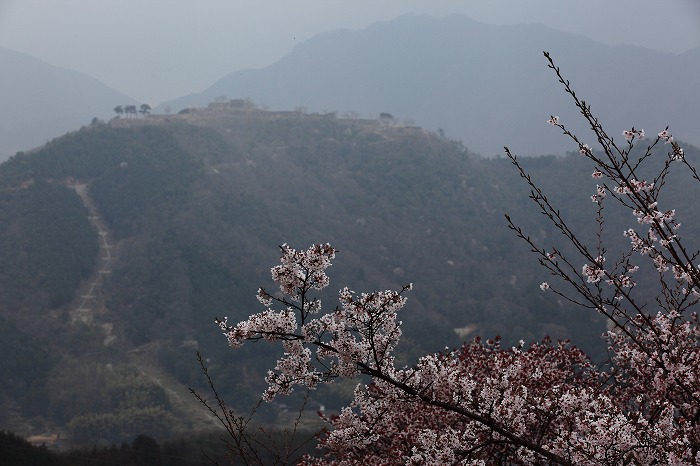 立雲峡の桜_f0174293_773739.jpg