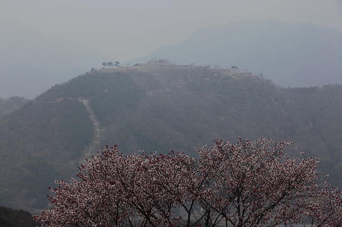 立雲峡の桜_f0174293_795640.jpg