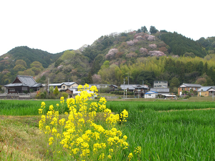 金比羅山に登ろう_b0145296_6333445.jpg