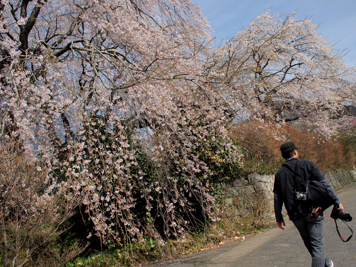 桜を求めてチョッとドライブ　オマケ_e0079696_1842797.jpg