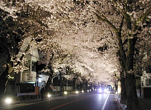 原子力放射能容認派５６％へ贈る原発２０キロ圏内にある「夜の森」の桜三月散歩道_f0148098_19194347.jpg