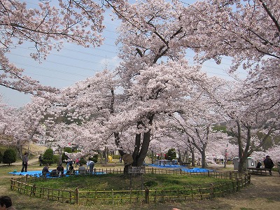 2011桜　大阪_e0097701_17534773.jpg