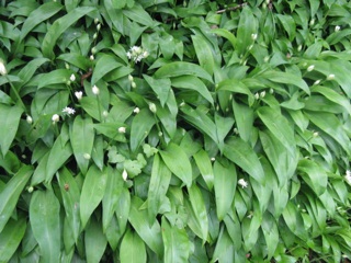 e0149801_2137918.jpg