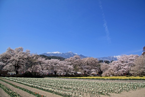 桜出張　その②_f0034602_18104832.jpg