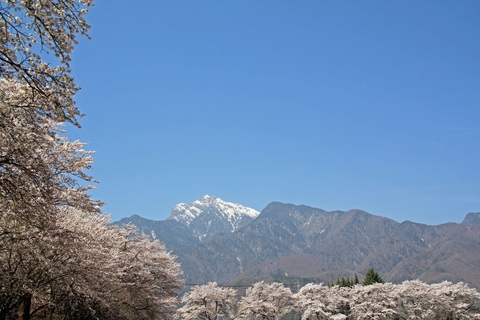 桜出張　その②_f0034602_1827294.jpg