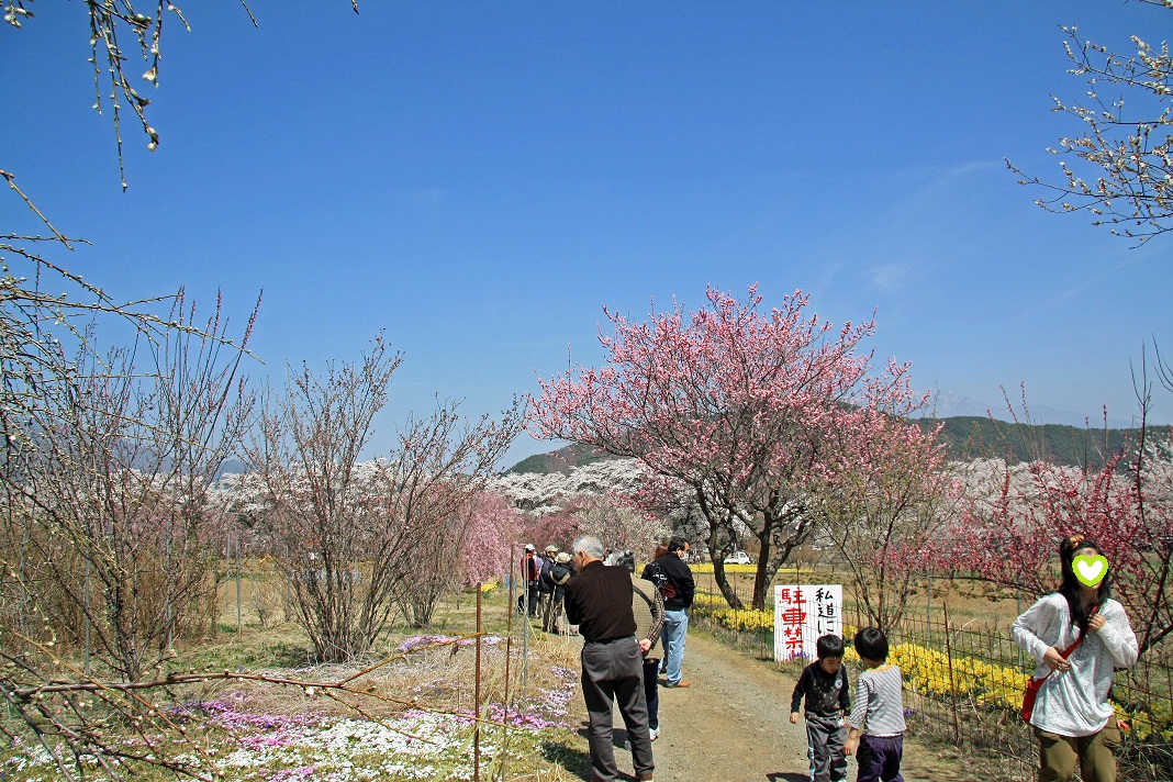 桜出張　その②_f0034602_18323111.jpg