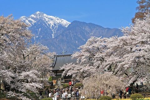 桜出張　その②_f0034602_18434239.jpg