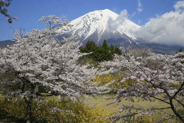 富士ビューホテル、富士桜墓地公園の桜_a0188405_21232142.jpg