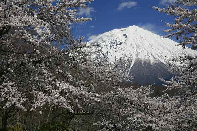 富士ビューホテル、富士桜墓地公園の桜_a0188405_212362.jpg