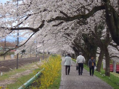 一目千本桜@大河原_c0209409_20244381.jpg