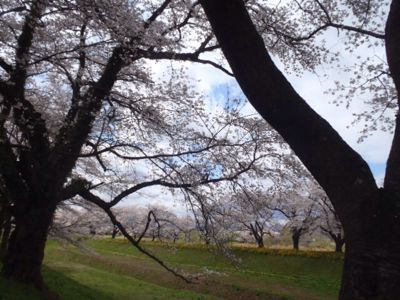 一目千本桜@大河原_c0209409_20245223.jpg