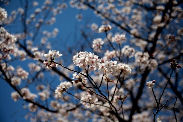 今年の桜～和歌山城_b0024419_021381.jpg